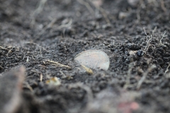First of many coins excavated in the goalmouth - a 1966 coin.