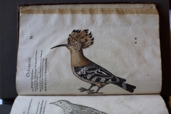 Historia Animalium 1551-1558