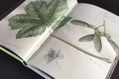 louise O'Reilly - botanical drawing