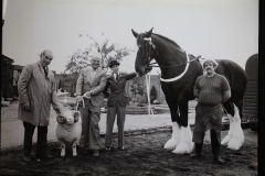 Youngs Shire Horses