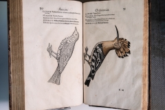 Konrad Gesner, Historia Animalium -Rah-Petherbridge