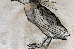 Konrad Gesner, Historia Animalium